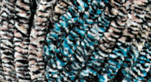 Load image into Gallery viewer, DOLPHIN ANIMAL COLORS
